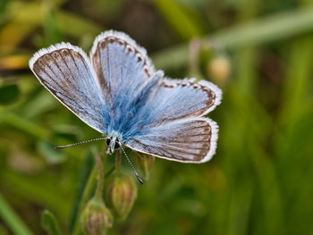 Close-up of butterfly pollinating flower