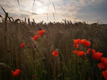 Close-up of poppies growing on field against sky during sunset