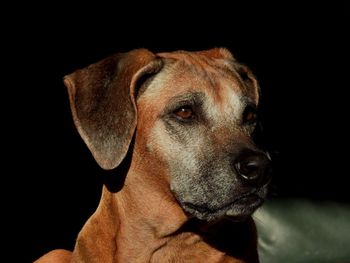 Close-up of dog against black background