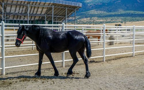 Horse on mountain