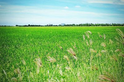 Scenic view of wheat field against sky