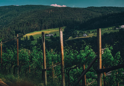 Scenic view of landscape