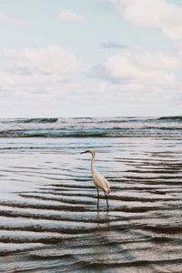 View of a coastal bird on beach