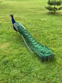 Side view of a bird on field