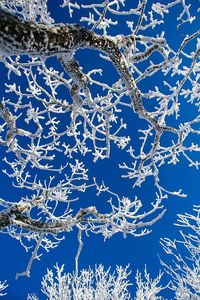 Close-up of snowflakes on bare tree