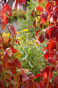 Close-up of red flowering plants