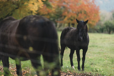 Horses on field