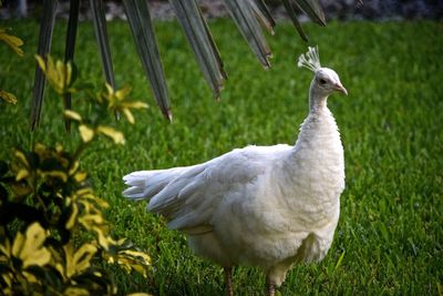 Side view of white peacock walking on grass