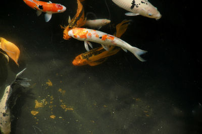Fish swimming in sea