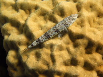 High angle view of dead fish in sea