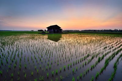 Scenic view of agricultural field against sky during sunset