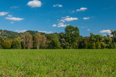 Scenic view of grassy field against sky