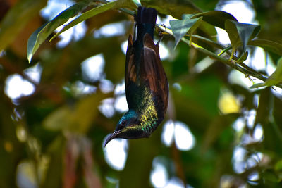 Close-up of bird perching on branch