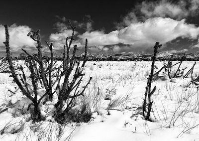 Bare tree on snow field against sky