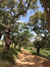 Dirt road along trees and plants