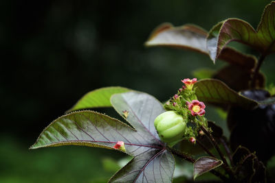 Close-up of green leaves on plant