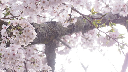 Close-up of pink cherry blossoms in spring