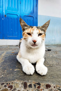 Multi-coloured stray cat in the streets of morocco