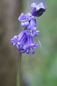 Close-up of purple flowering plant