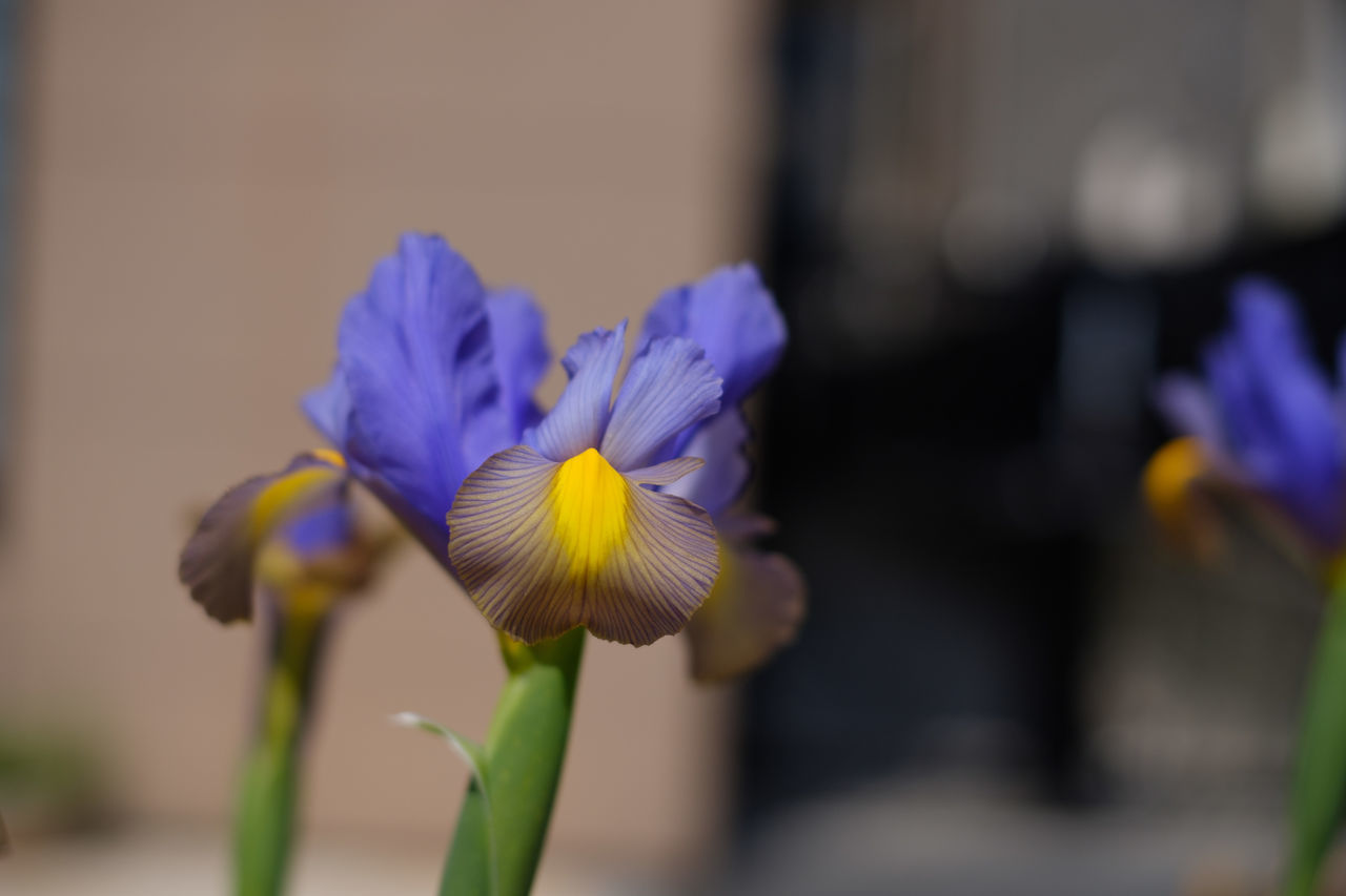 CLOSE-UP OF PURPLE IRIS