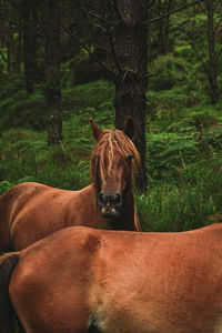 Portrait of a horse