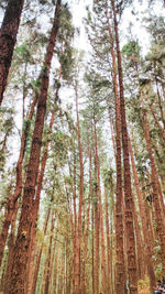 Low angle view of bamboo trees in forest