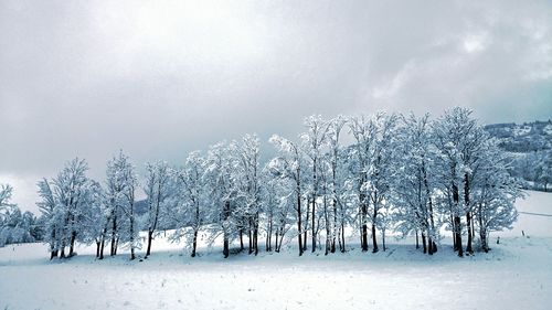 View of trees against sky