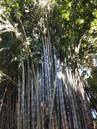 Low angle view of bamboo trees in forest