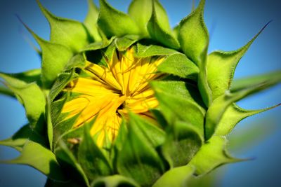 Close-up of yellow flowering plant