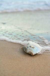 Close-up of seashell at beach