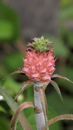 Close-up of pink flowering plant
