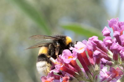 Close-up of bee pollinating on pink flower