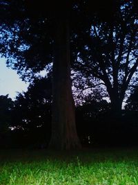 Trees on landscape against sky at night