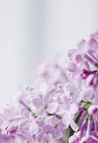 Close-up of pink flowers