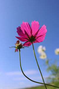 Close-up of pink flower against blue sky