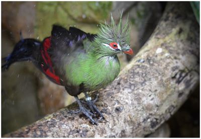 Close-up of bird perching on wood