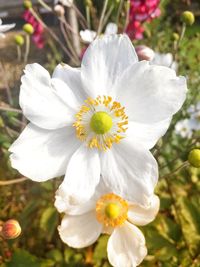 Close-up of white flower blooming outdoors