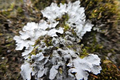 Close-up of snow on rock