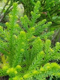 High angle view of pine tree