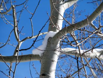 Low angle view of bare tree against blue sky
