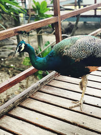 Close-up of peacock perching on wood