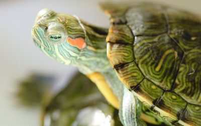Close-up of turtle on leaf