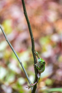 Close-up of frog on plant