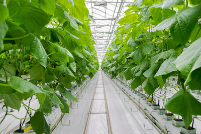 Rows of fresh ripe cucumbers in greenhouse. organic food and vegetables. healthy eating. hydroponics