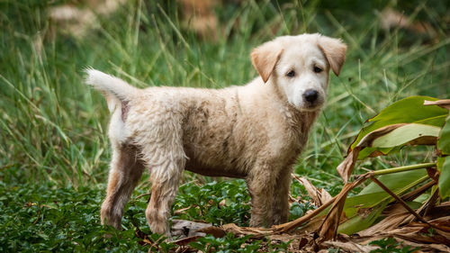 Portrait of dog standing on field