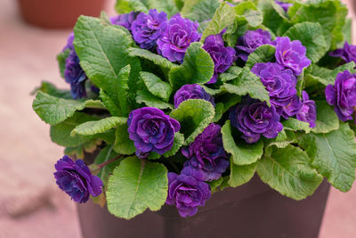 Primula belarina amethyst blooms in the spring