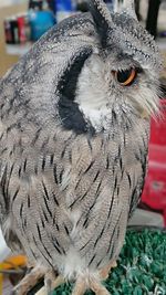 Close-up of owl perching on branch