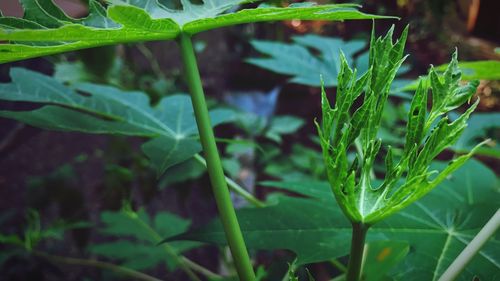 Close-up of fresh green plants