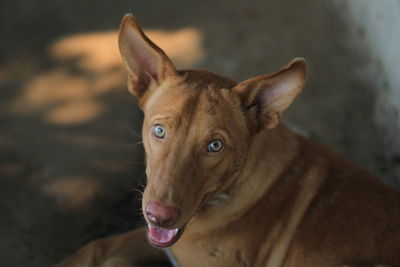 Close-up portrait of dog