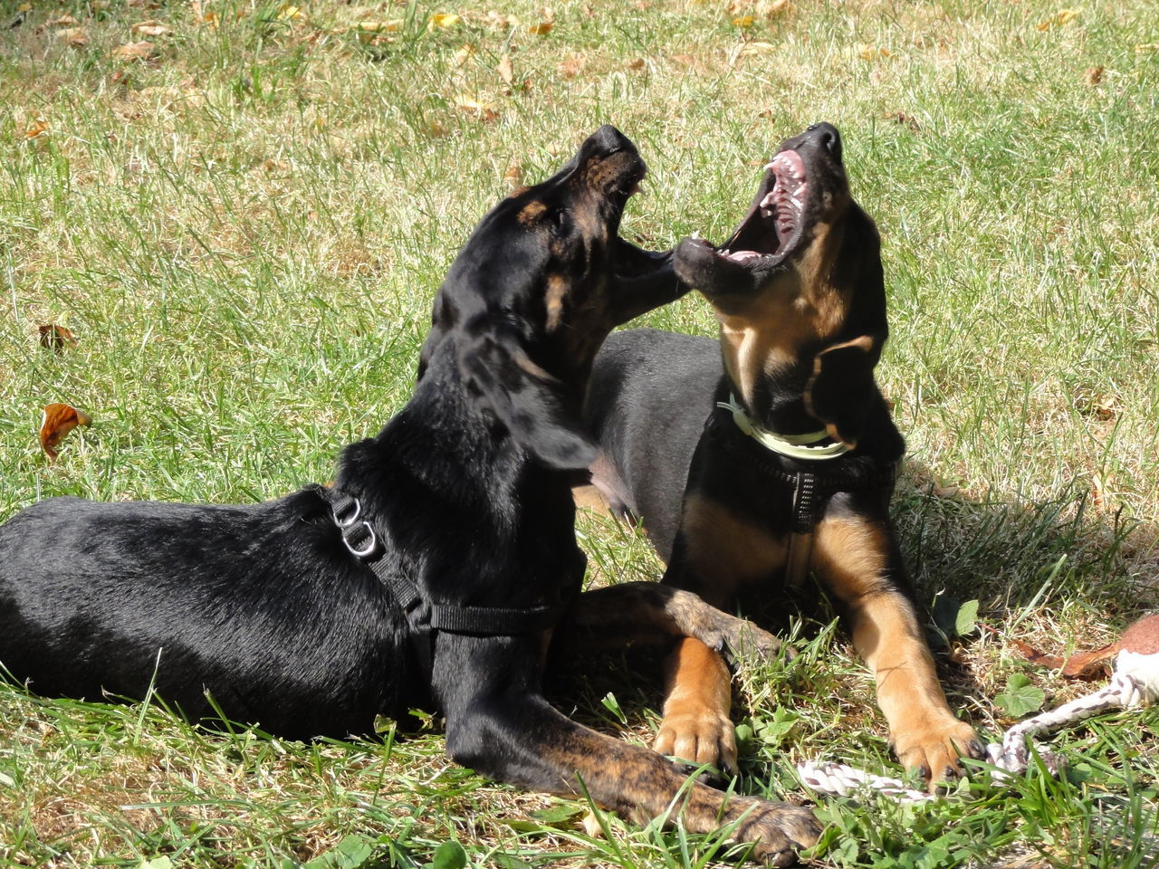 Dogs teeth